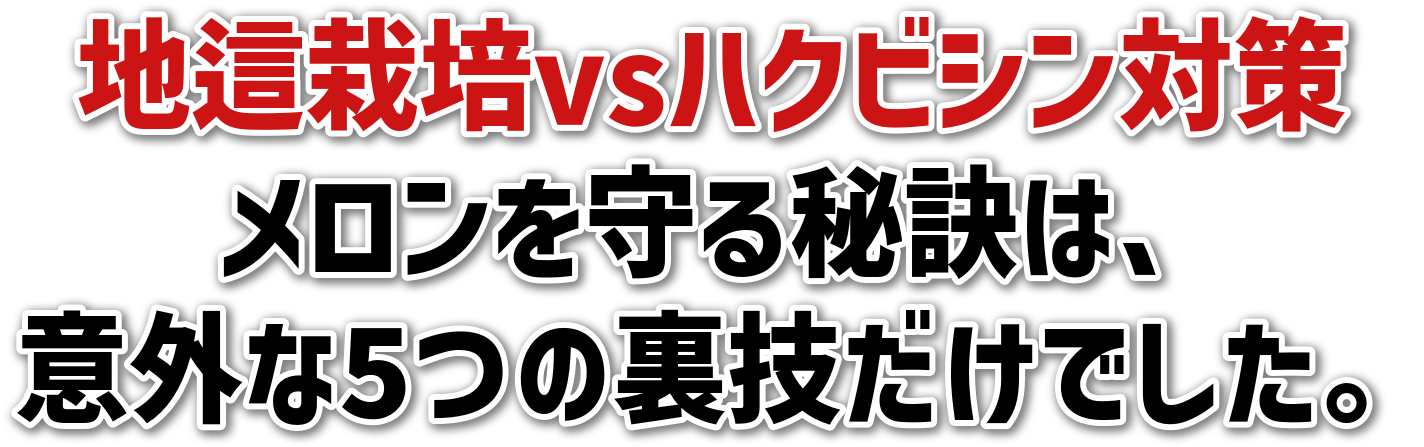 地這栽培vsハクビシン対策<br>メロンを守る秘訣は、<br>意外な5つの裏技だけでした。